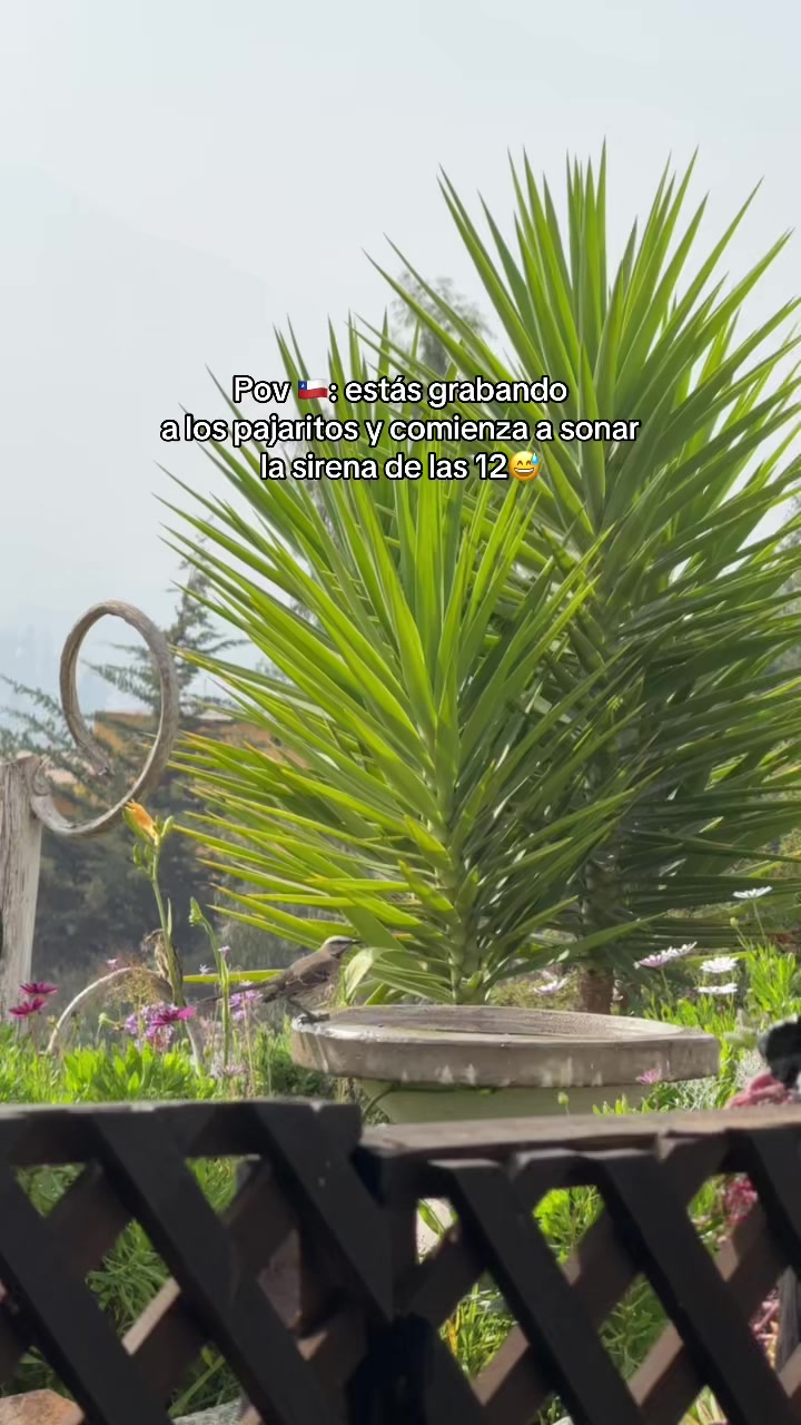 Se me olvidó decirte de esta sirena jajaja oops! 😬 @HOONY🐹🧡 
.
.
#chile🇨🇱 #coreanoenchile